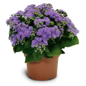 Ageratum Houstonianum