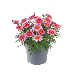 Argyranthemum Frutescens