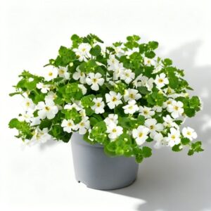 Bacopa Sutera
