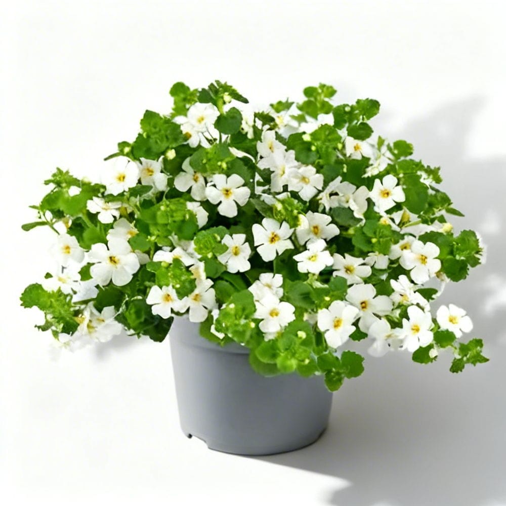 Bacopa Sutera