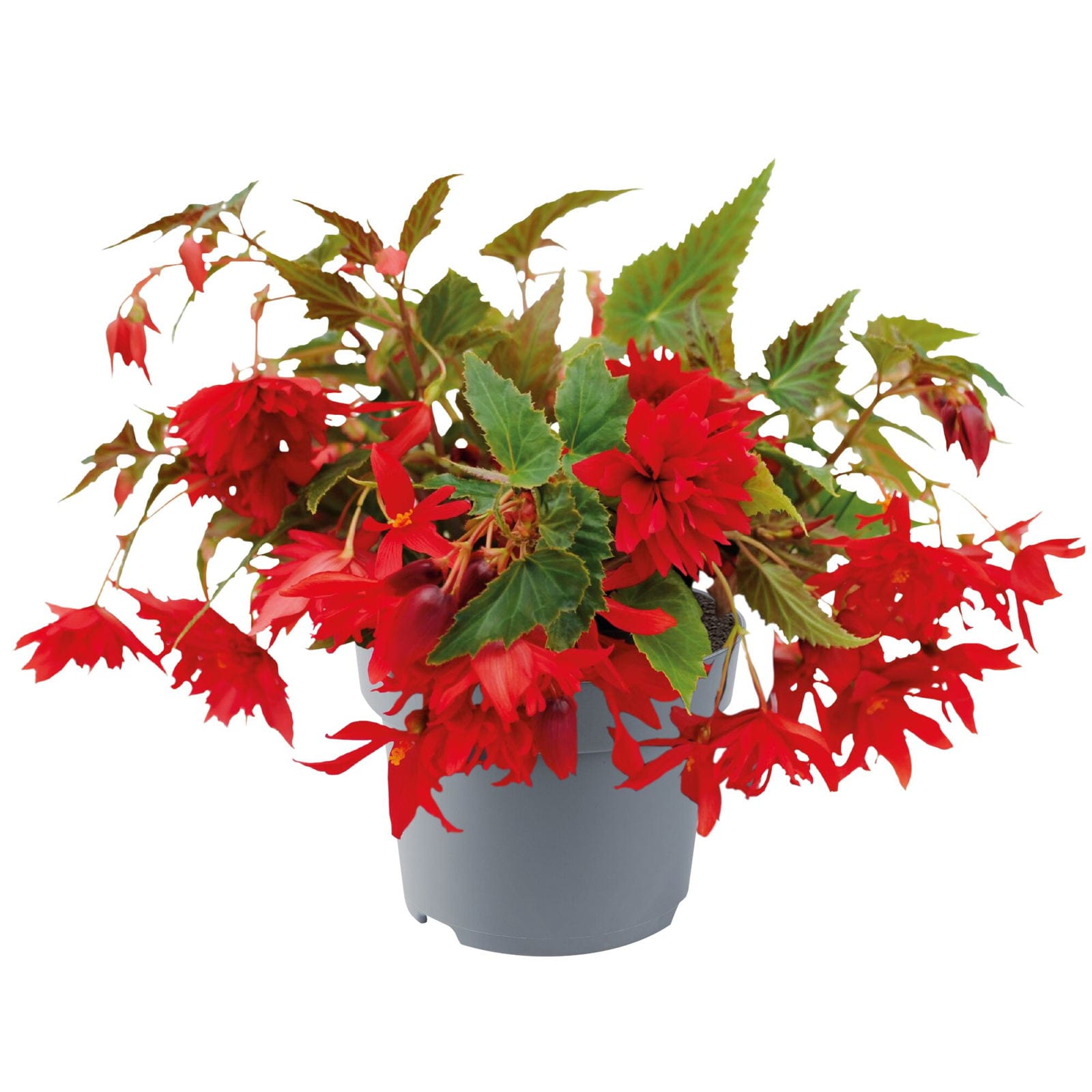 Begonia Boliviensis