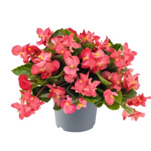 Begonia Big / Dragon