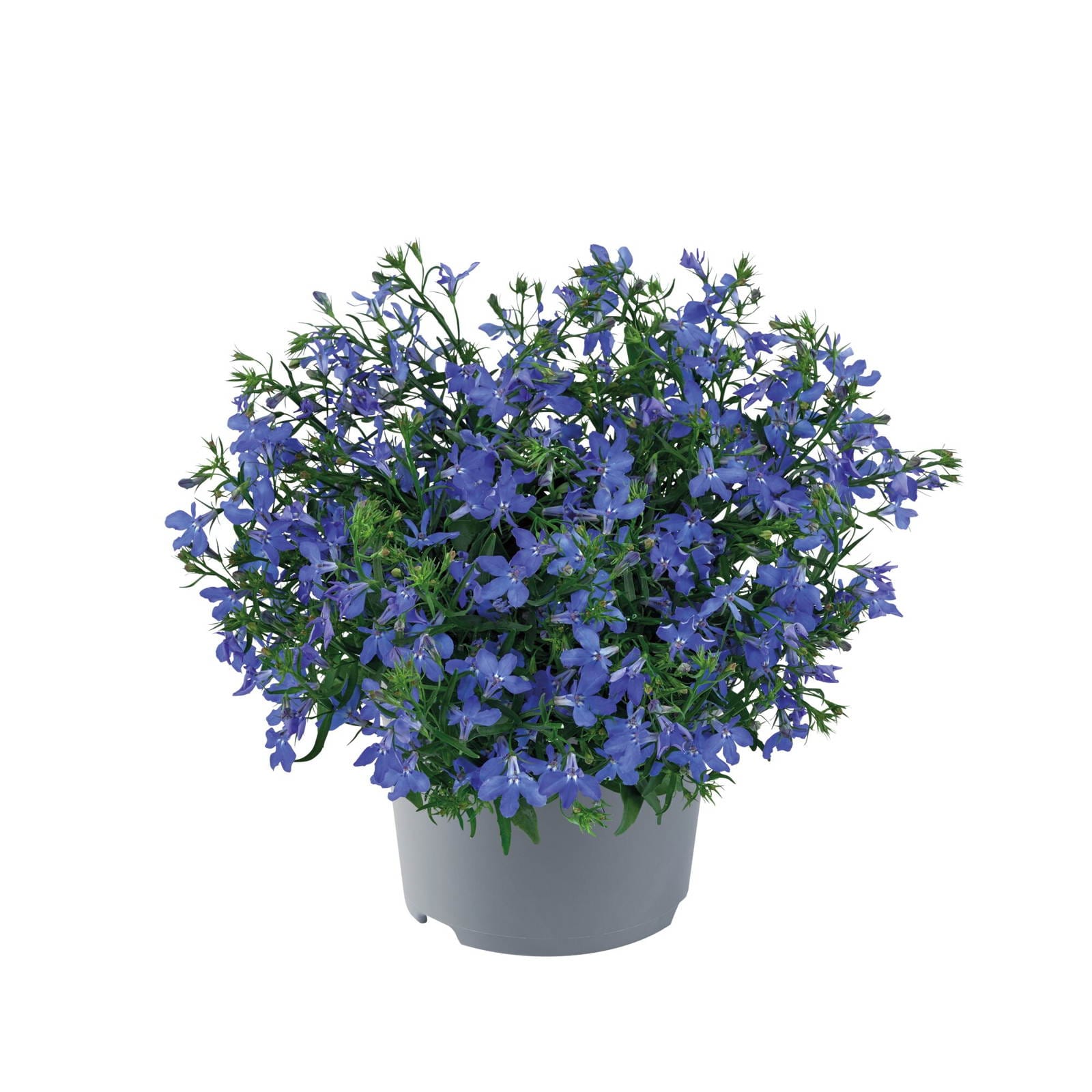 Lobelia erinus