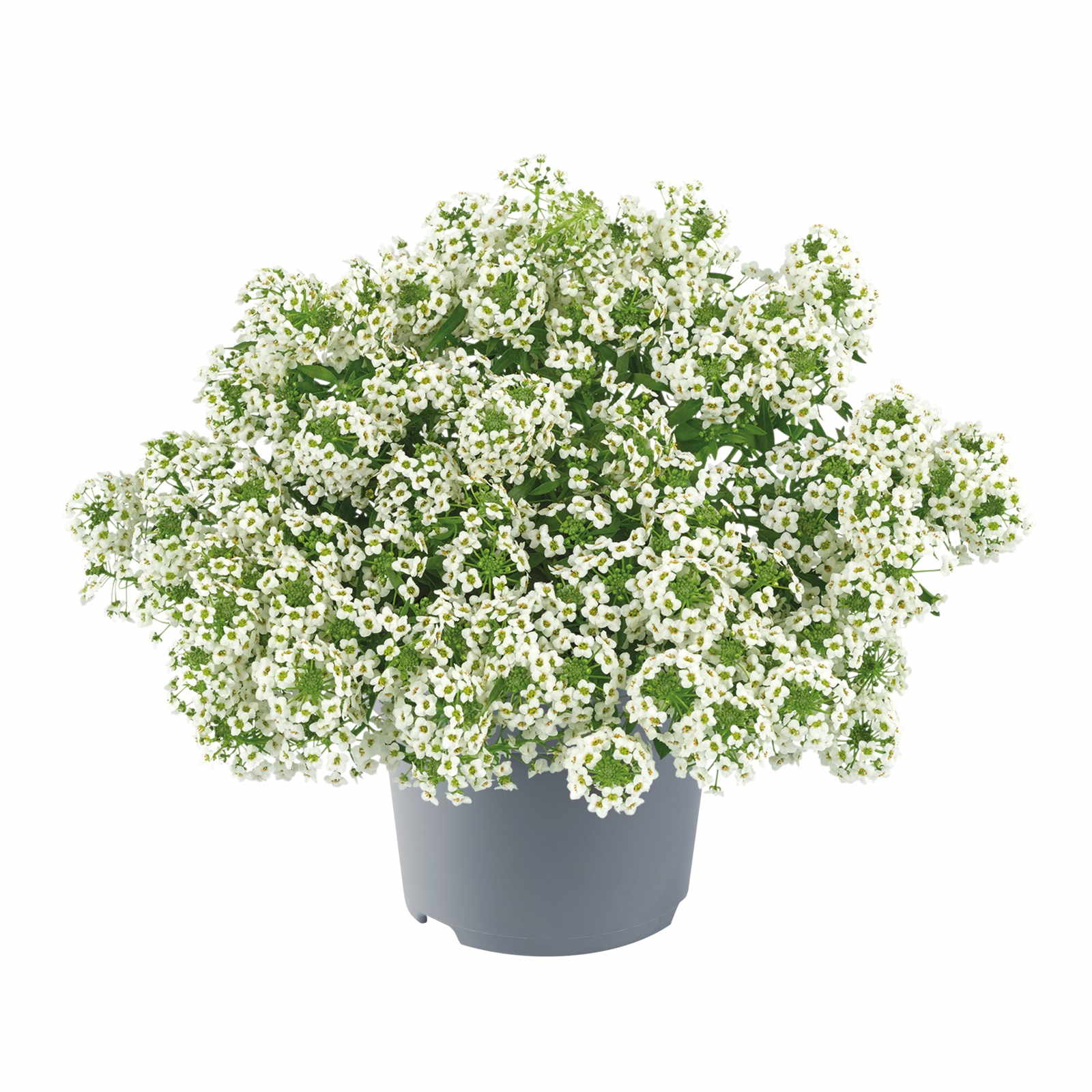 Lobularia maritima