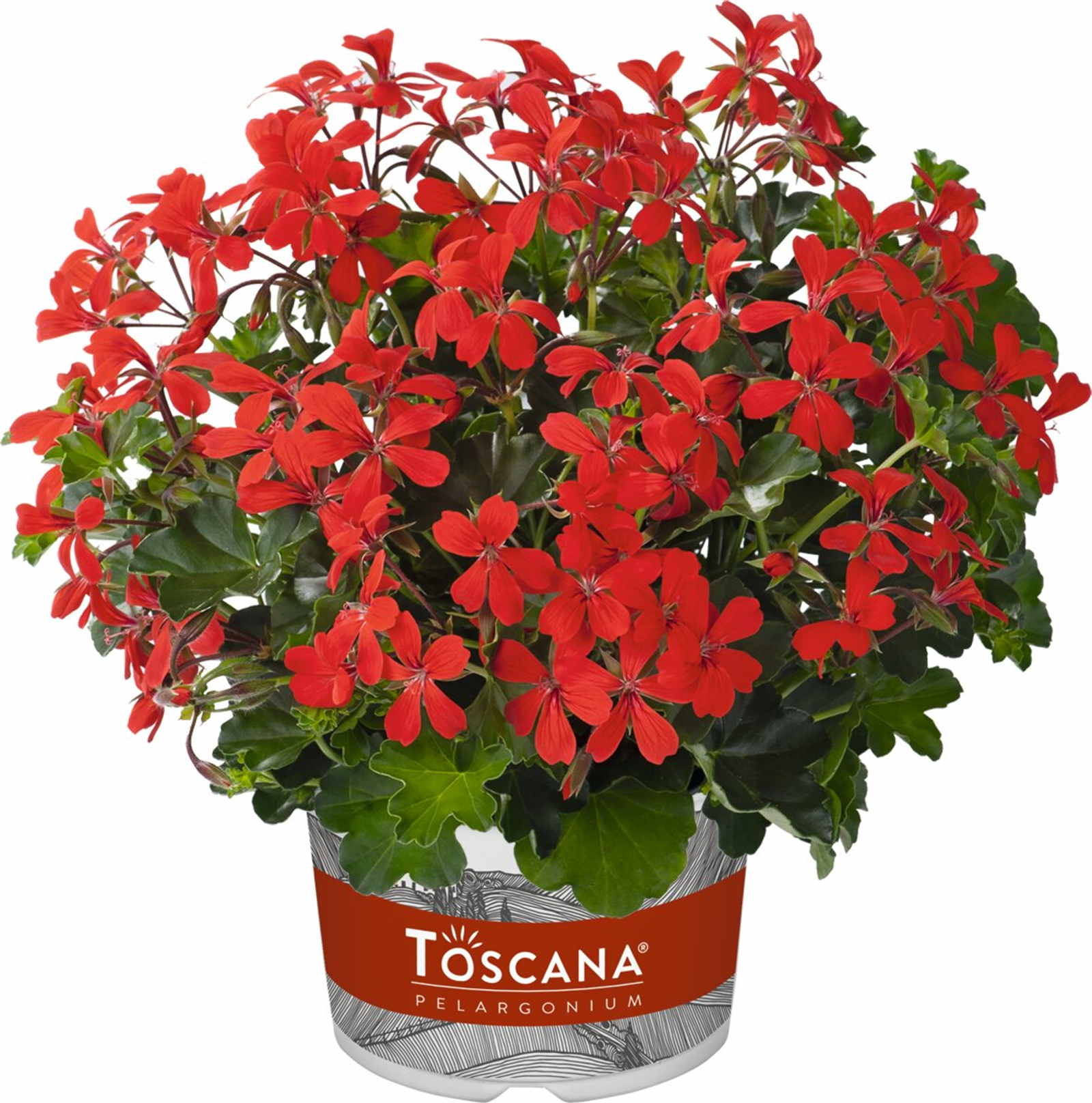 Pelargonium peltatum