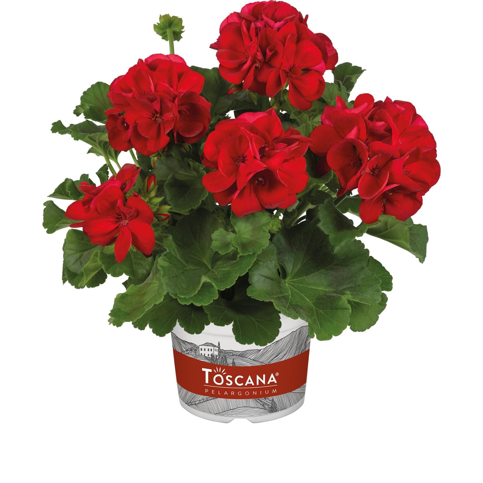 Pelargonium zonale