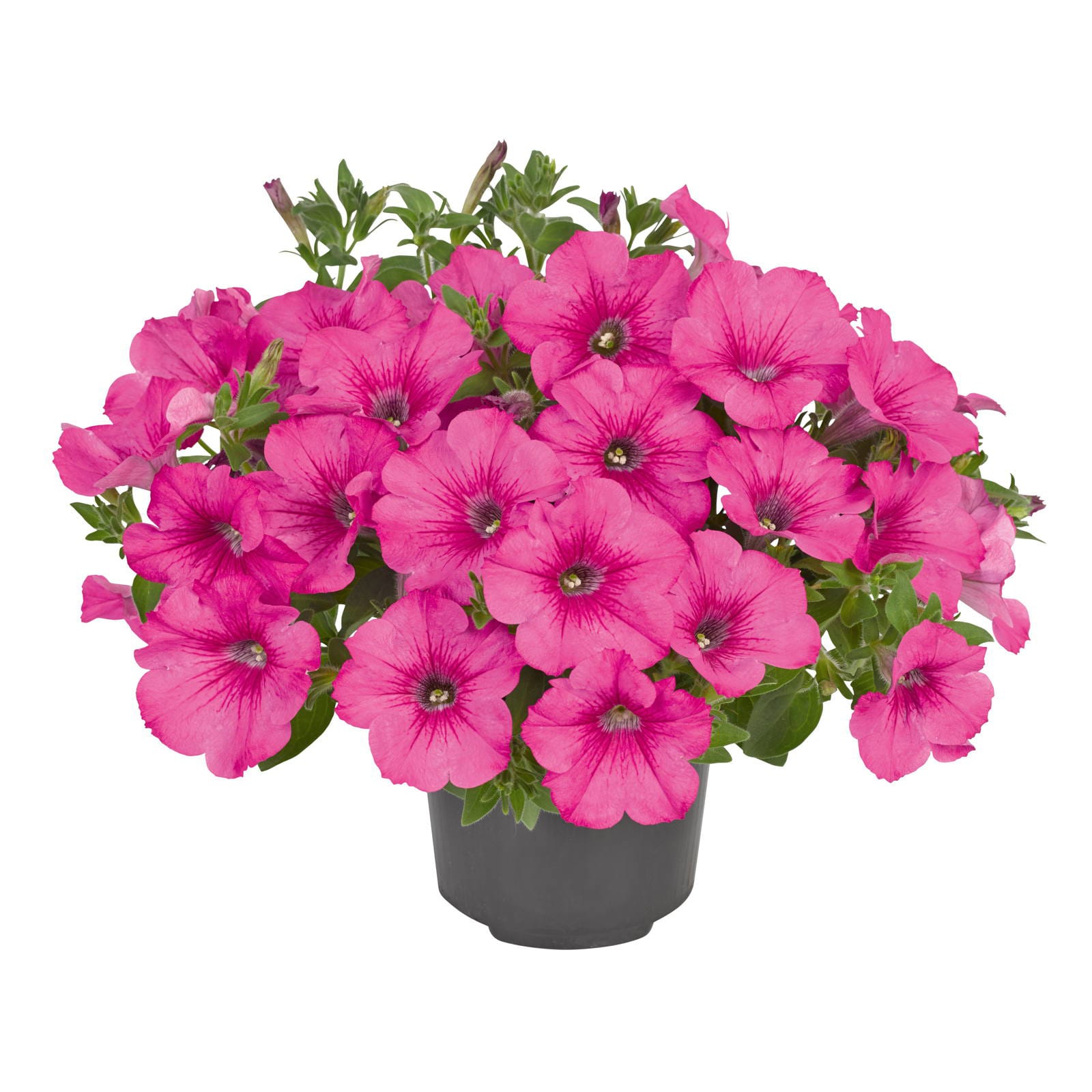 Petunia Conchita grandiflora