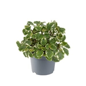 Plectranthus coleoides