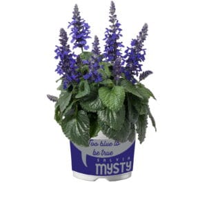 Salvia farinacea