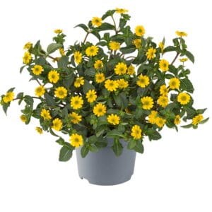 Sanvitalia speciosa