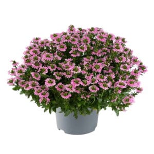 Scaevola aemula